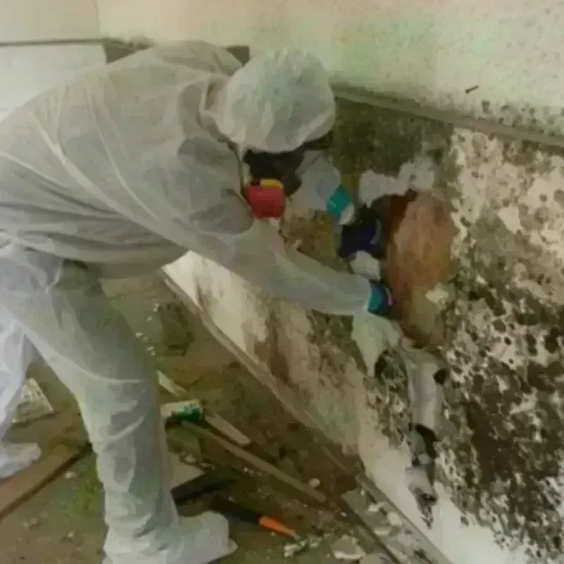 Mold Remediation and Removal in Glennville, GA